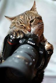 Image result for Cat Holding Camera