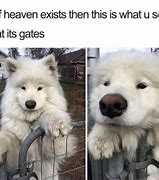 Image result for Doggo Memes Clean