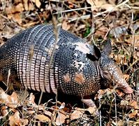Image result for Texas State Animal Armadillo