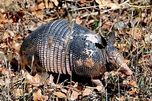 Image result for Armadillo Texas Flag