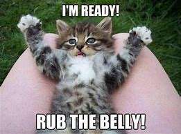 Image result for Kitten Full Belly Meme