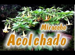Image result for acllchado