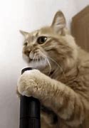 Image result for Cat Vacuum Meme