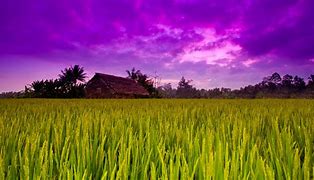 Image result for Cricket Field