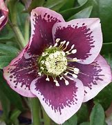 Image result for Helleborus (x) Pink Beauty ®