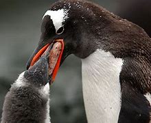 Image result for Penguin Eaten