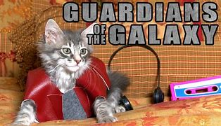 Image result for Guardians of the Galaxy Cat