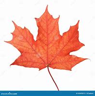 Image result for Single Maple Leaf