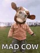 Image result for Mad Cow Meme