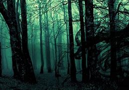 Image result for Mysterious Forest Background