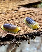 Image result for Cool Isopods