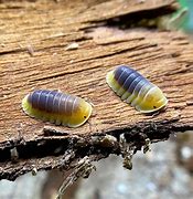 Image result for Exotic Isopod