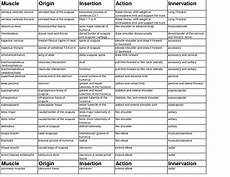 Muscle Origin Action Chart Amulette
