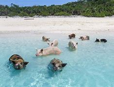 Image result for Exuma Pig Island