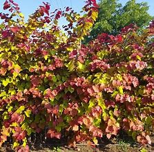 Image result for Cercis canadensis Eternal Flame