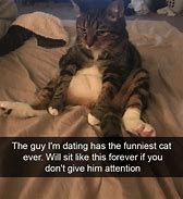 Image result for Bored Panda Funny Cats
