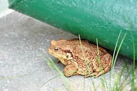 Image result for Toud Frog