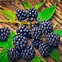 Image result for Thornless BlackBerry Plants