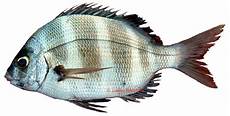 piombatura denti sar tambour diplodus cervinus cervinus photos de piombatura denti sar tambour diplodus cervinus cervinus photos de