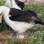 Image result for albatrod