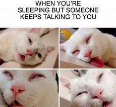Image result for Tired White Cat Meme