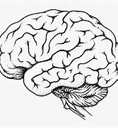 Image result for Realistic Brain Drawing