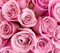 Image result for Pink iPhone Wallpaper