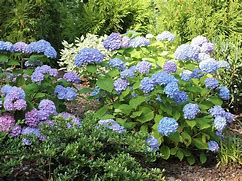 Image result for Hydrangea macrophylla Pia