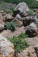 Image result for Sicilian Pantelleria Capers