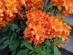 Image result for Rhododendron Glowing Embers