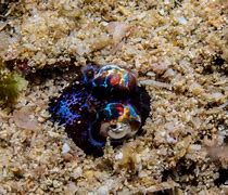 Image result for Bobtail Squid