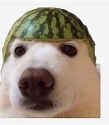 Image result for Doggo Cursed Memes