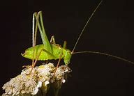 Image result for Cricket Animal