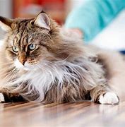 Image result for Big Domestic House Cats