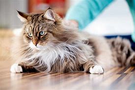 Image result for Great Pet Cats