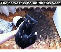 Image result for Harvest Rescue Meme