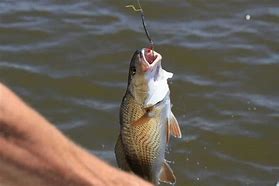 Image result for Fish Caught On Hook