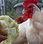 Image result for Cali Chicken