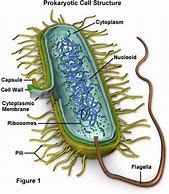 Image result for How Big Is a Bacteria Cell