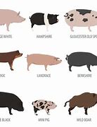 Image result for All Pig Breeds