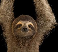 Image result for Sloth Background