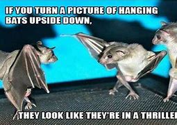 Image result for Funny Bats