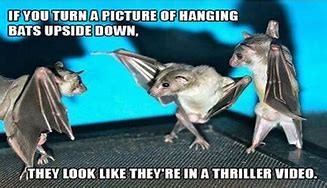 Image result for Little Bat Meme