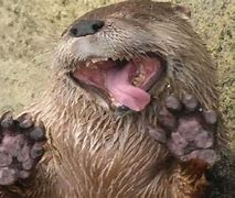 Image result for River Otter Funny