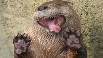 Image result for Funny Otter