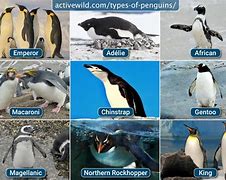 Image result for How Many Penguins Are There