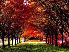 Image result for Autumn Backgrounds Full Screen