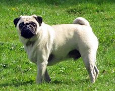 Image result for German Pug