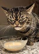 Image result for Grumpy Kitty