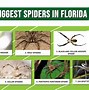 Image result for Largest Spider in Florida